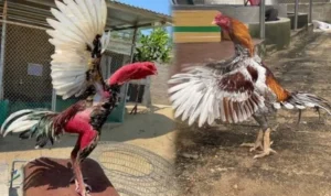 Đá Gà WS168 Tại 12Bet