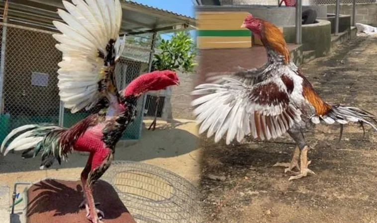 Bí Quyết Chơi Đá Gà WS168 Tại 12Bet Cho Tân Thủ 1 Đá Gà WS168 Tại 12Bet