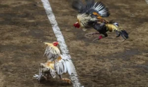 Đá Gà GA28 tại 12Bet