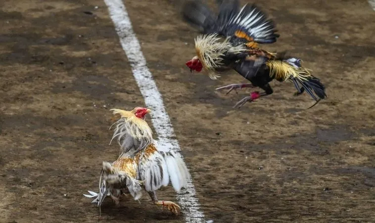 Khám Phá Cách Chơi Đá Gà GA28 Tại 12Bet Hấp Dẫn 1 Đá Gà GA28 tại 12Bet