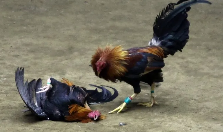 Hướng Dẫn Chơi Đá Gà Sabong Tại 12Bet Với Tỷ Lệ Kèo Cao 1 Đá Gà Sabong tại 12Bet